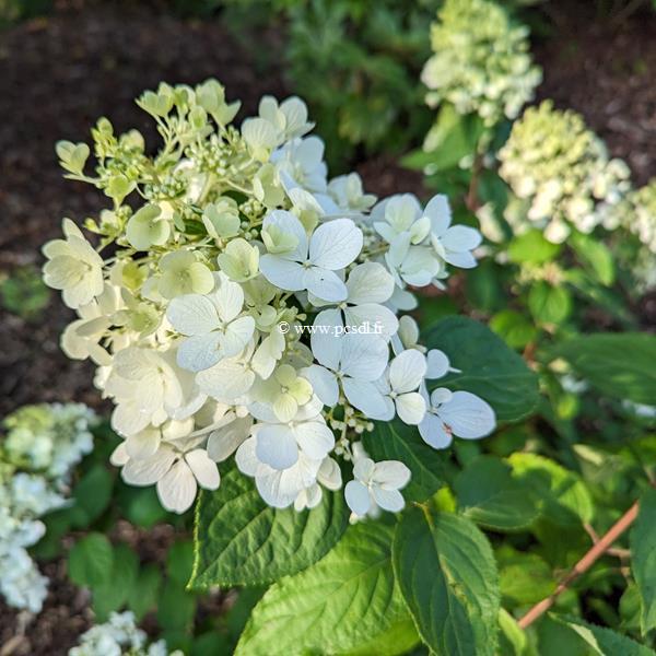 Hydrangea paniculata Diamant Rouge (1)