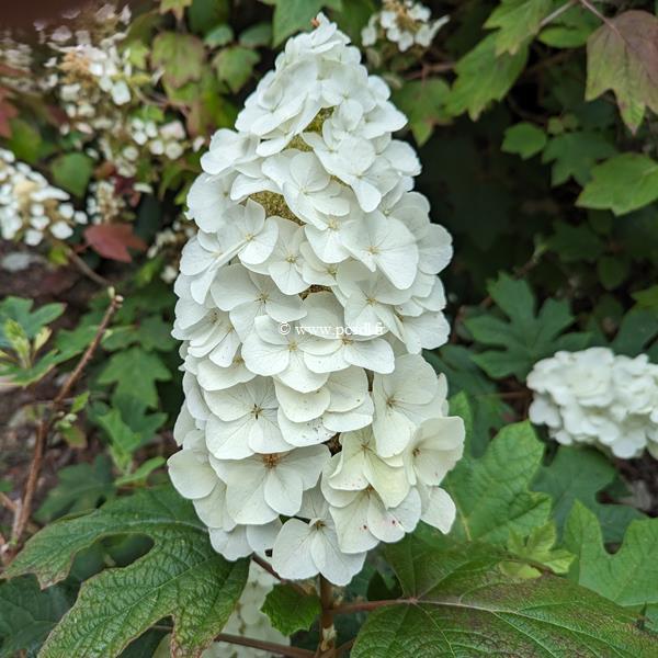 Hydrangea quercifolia Queen of Hearts