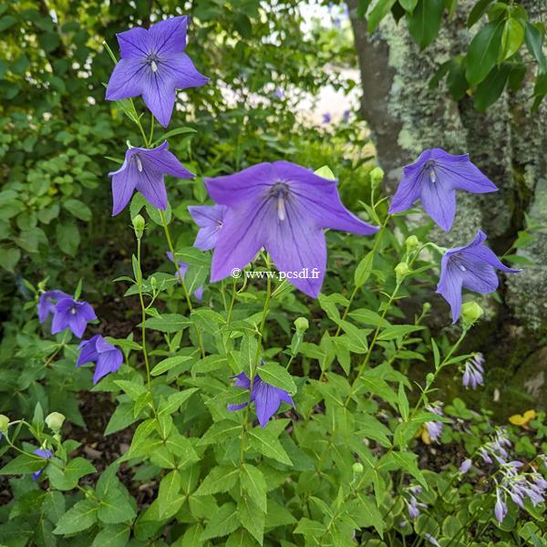 Platycodon grandiflorus Mariesii (1)