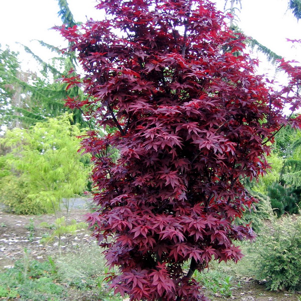 Acer palmatum Red Sentinel