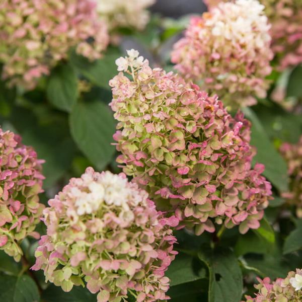 Hydrangea paniculata Little Hottie (5)