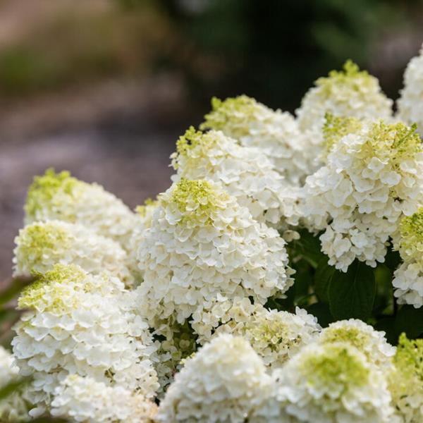 Hydrangea paniculata Little Hottie (6)