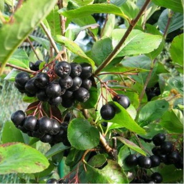 Aronia melanocarpa Professor Ed