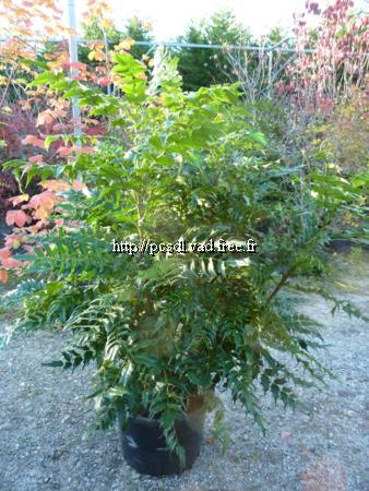 mahonia%20charity