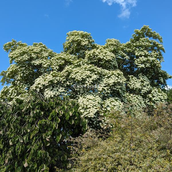 Cornus angustata (1)
