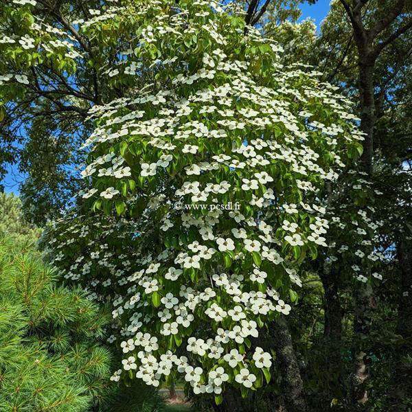 Cornus angustata (3)