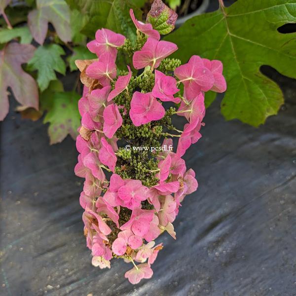 Hydrangea quercifolia Ruby Slipper (3)