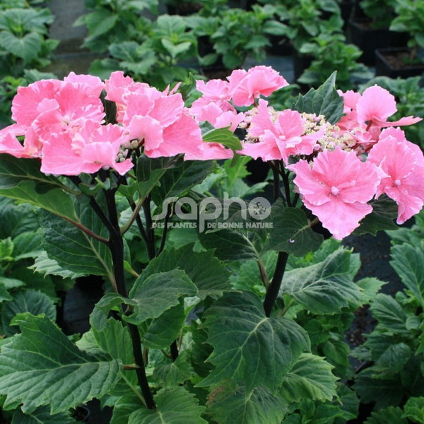 Hydrangea macrophylla Aya