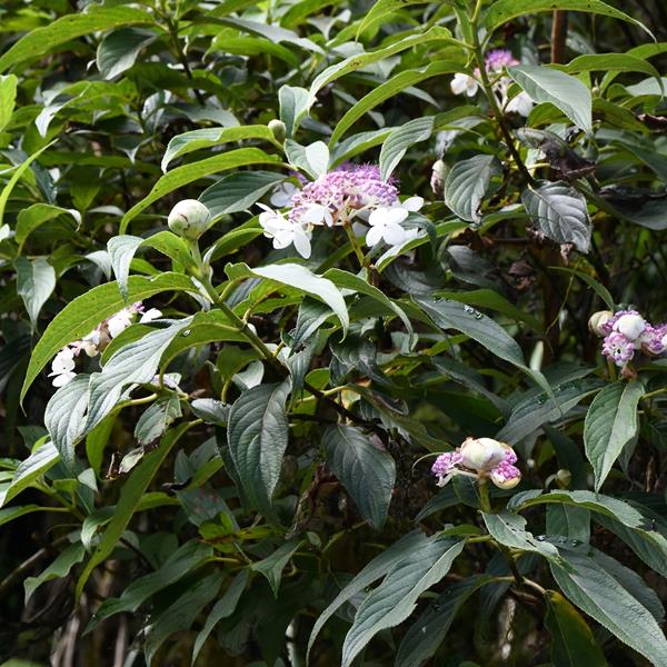 Hydrangea longifolia (4)