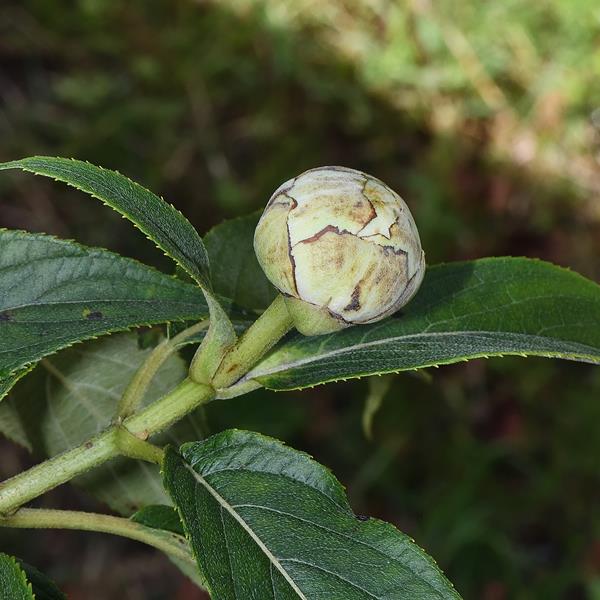 Hydrangea longifolia (1)