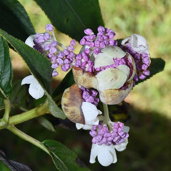 Hydrangea longifolia (2)