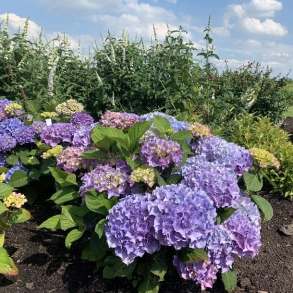 Hydrangea macrophylla Sweet Marshmallow (1)