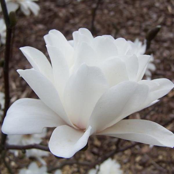 magnolia x loebneri wildcat