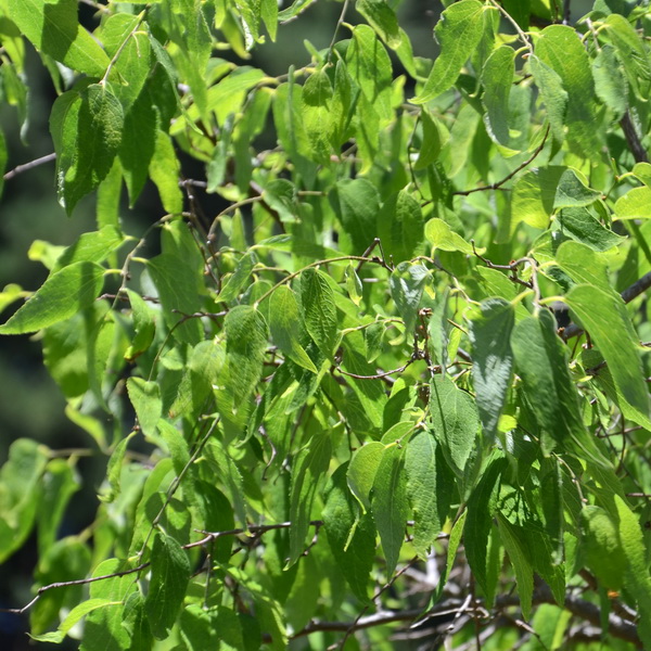 Celtis occidentalis