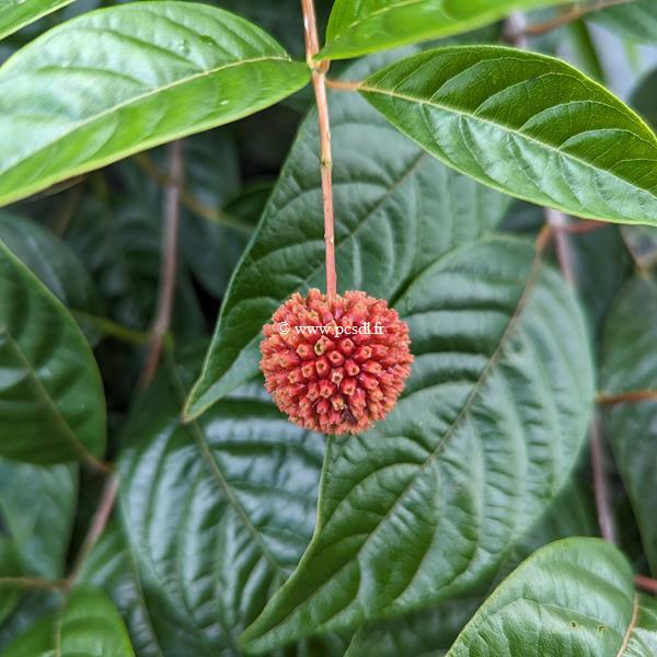 Cephalanthus occidentalis Sugar Shack (1)