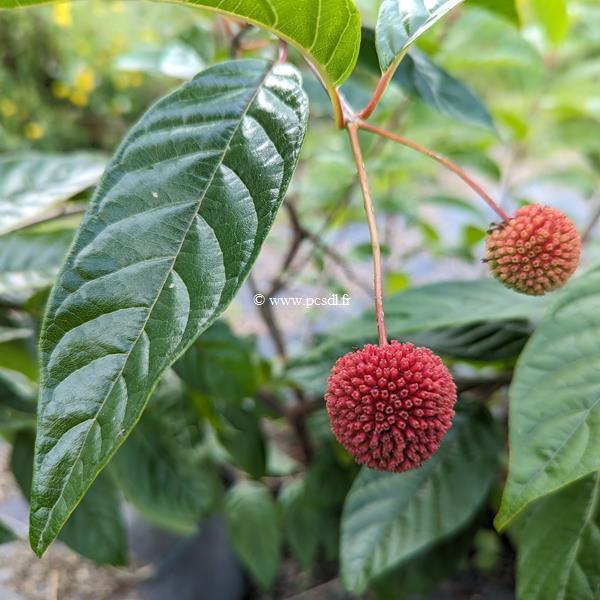 Cephalanthus occidentalis Sugar Shack (3)