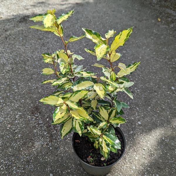 Elaeagnus ebbingei maryline