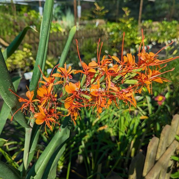 Hedychium gardnerianum Tara (2)