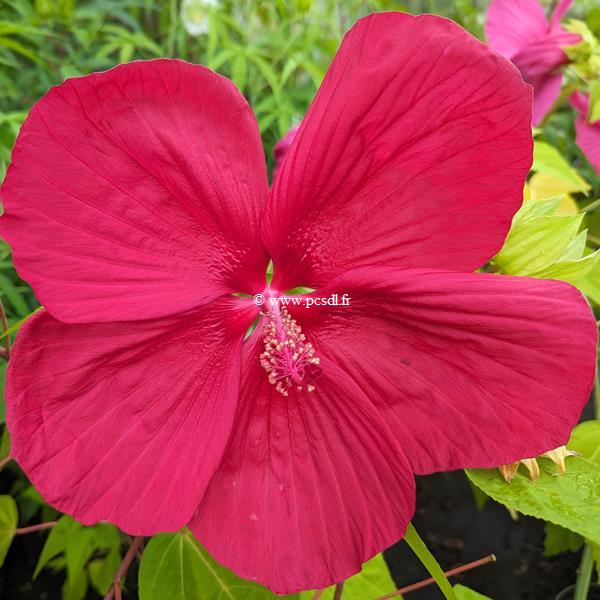 Hibiscus moscheutos Extreme Magenta (1)