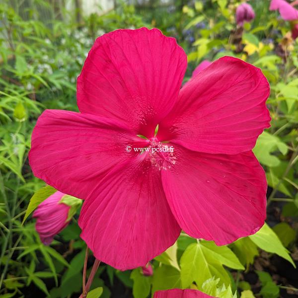 Hibiscus moscheutos Extreme Magenta (2)