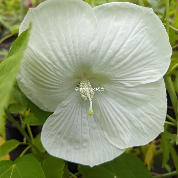 Hibiscus moscheutos Extreme Pure White