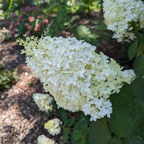 Hydrangea paniculata Skyfall (4)