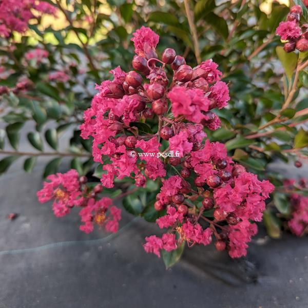 Lagerstroemia indica All the best Raspberry (1)