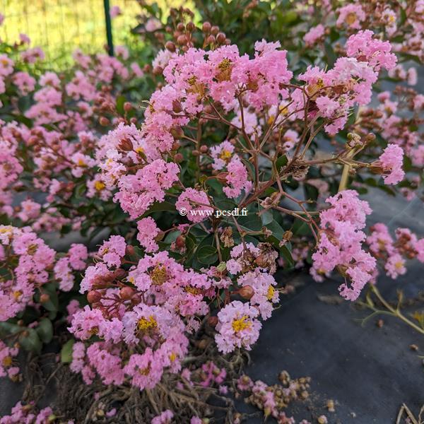 Lagerstroemia indica Eveline (2)