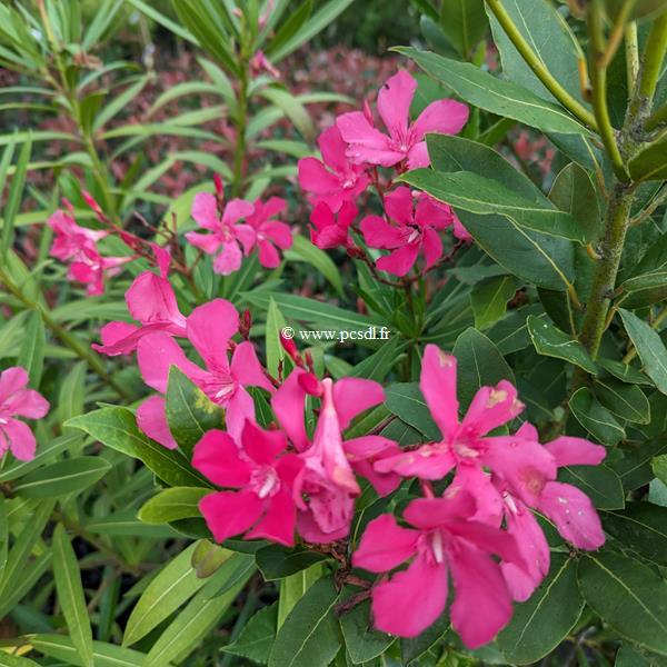 Nerium oleander Claudia