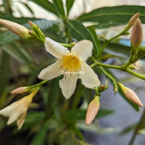 Nerium oleander Isle of Capri (jaune simple)