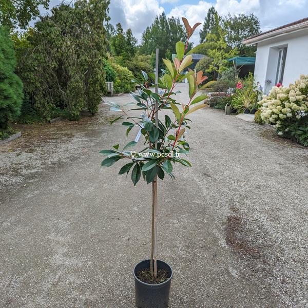 Photinia x fraseri Red Light