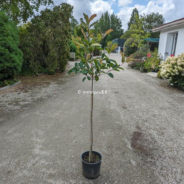 Photinia x fraseri Red Select