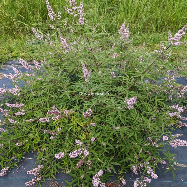 Vitex agnus-castus Pink Pinnacle (1)