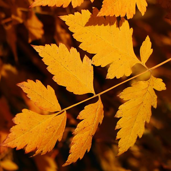 Koelreuteria paniculata (5)