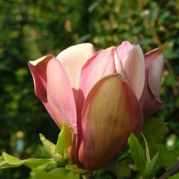 Magnolia x brooklynensis Eva Maria (3)