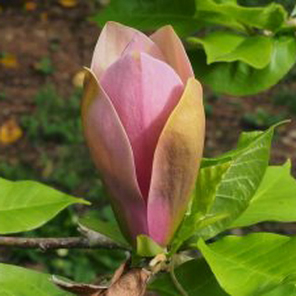 Magnolia x brooklynensis Eva Maria (2)