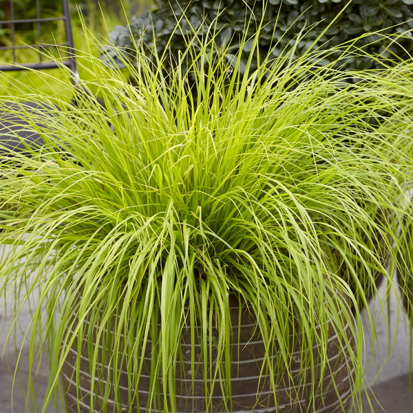 Pennisetum alopecuroides Lumen Gold (4)