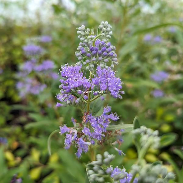 Caryopteris clandonensis Dark Blue (1)