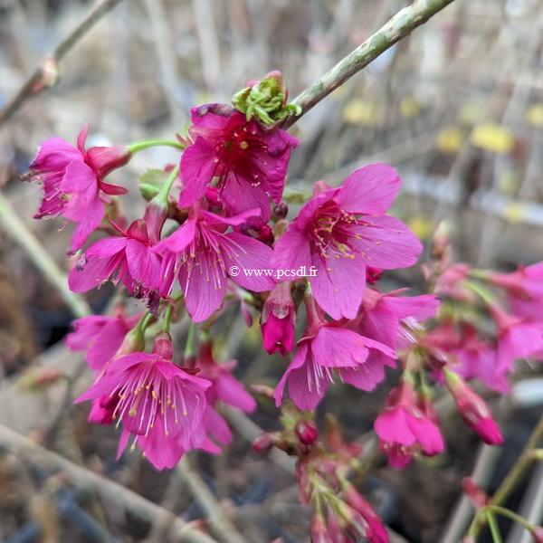 Prunus campanulata Felix Jury (3)