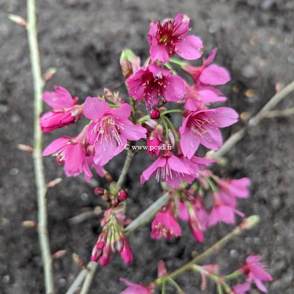 Prunus campanulata Felix Jury (1)