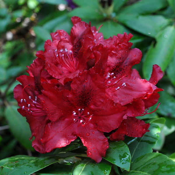 Rhododendron x Lord Roberts