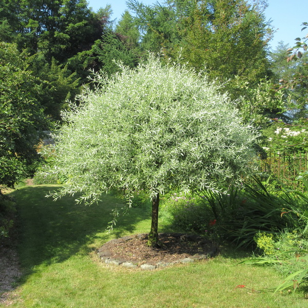 Pyrus salicifolia Pendula