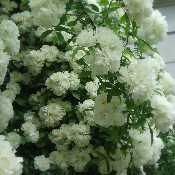 Rosa banksiae Purezza