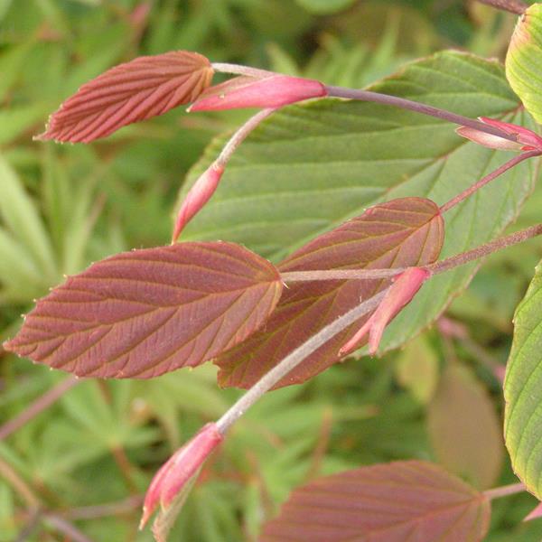 Corylopsis sinensis sinensis Spring Purple (2)