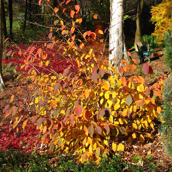 Corylopsis sinensis sinensis Spring Purple (3)