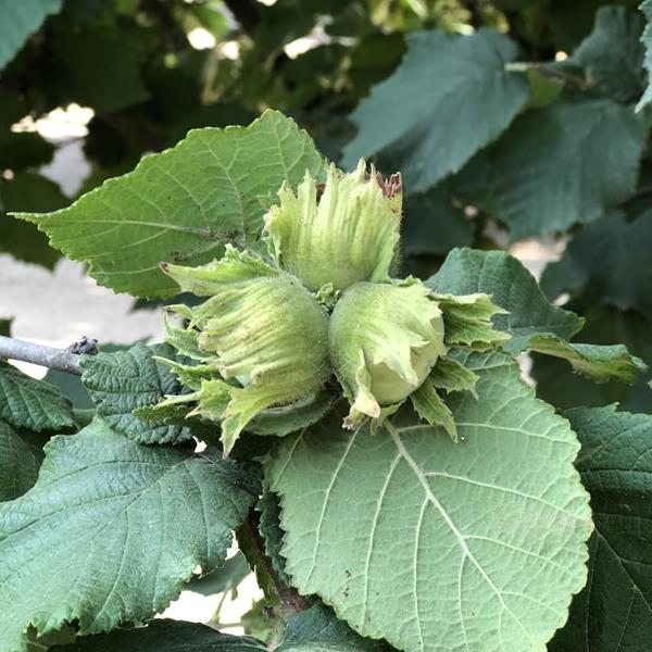 Corylus avellana Merveille de Botwiller (3)