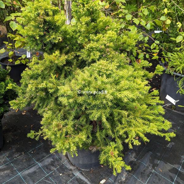 Cryptomeria japonica Monstrosa Nana