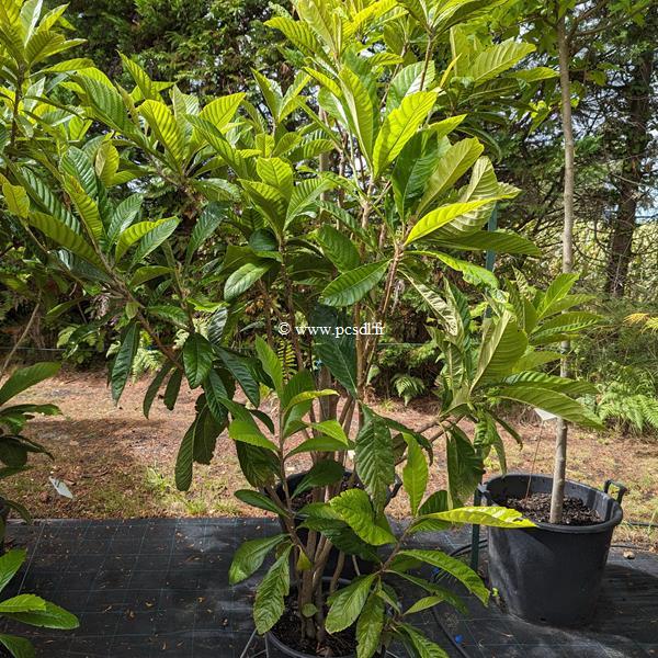 Eriobotrya japonica touffe