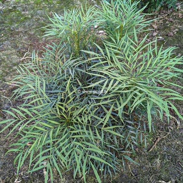 Mahonia eurybracteata Solftcaress