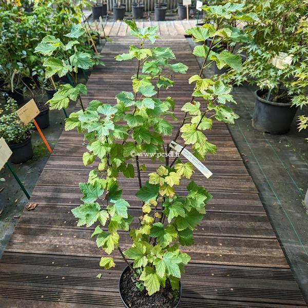 Ribes rubrum Red Lake